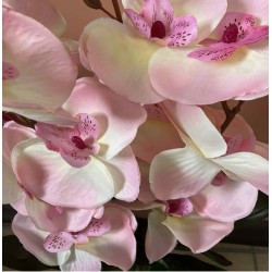 Декоративно Растение