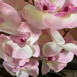 Декоративно Растение