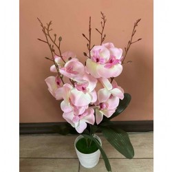 Декоративно Растение