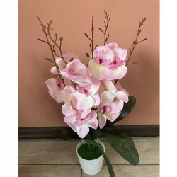 Декоративно Растение