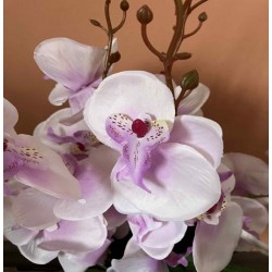 Декоративно Растение