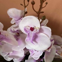 Декоративно Растение