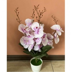 Декоративно Растение