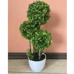 Декоративно Растение