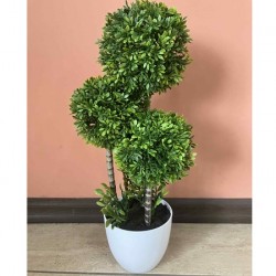 Декоративно Растение