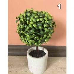  Декоративно Растение