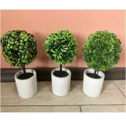  Декоративно Растение