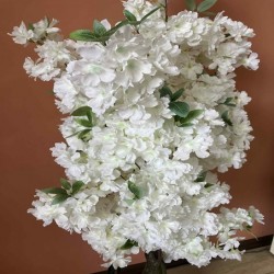 Декоративно Растение