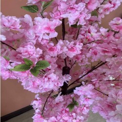 Декоративно Растение 