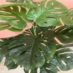 Декоративно Растение