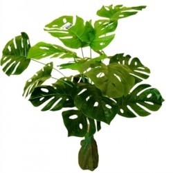 Декоративно Растение