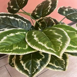 Декоративно Растение