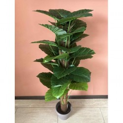 Декоративно Растение