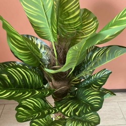 Декоративно Растение