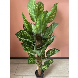 Декоративно Растение