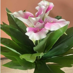 Декоративно Растение