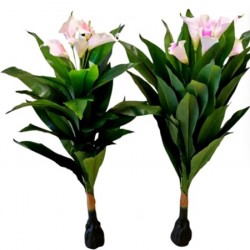 Декоративно Растение