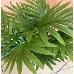 Декоративно Растение