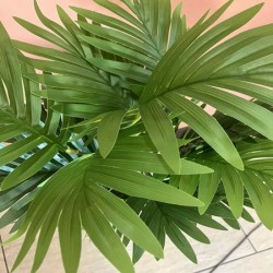 Декоративно Растение